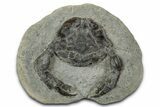 Eocene Fossil Crab (Pulalius) - Washington State #345516-1